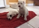 Gratis cachorro de dogo argentino disponibles - Foto 1