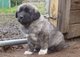 Gratis cachorro de pastor de anatolia disponibles