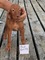 Gratis cachorro de vizsla disponibles - Foto 1