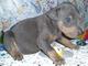 Gratis cachorro doberman pinscher disponibles