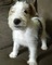 Gratis cachorro fox terrier del alambre disponibles - Foto 1