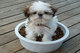 Gratis cachorro imperial chino disponibles - Foto 1