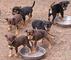Gratis cachorro kelpie australiano disponibles