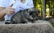 Gratis cachorro tamaskan disponibles