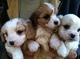 Gratis cavachon cachorro disponibles