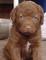 Gratis Chesapeake Bay Retriever cachorro listo - Foto 1