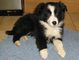 Gratis collie cachorro disponibles - Foto 1