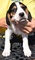 Gratis coonhound descarga ramificada caminante cachorros lista - Foto 1