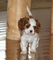 Gratis de rey charles spaniel cachorro listo