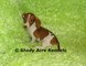 Gratis juguete Dachshund cachorros disponibles - Foto 1