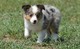 Gratis Juguete de pastor australiano cachorros disponibles - Foto 1