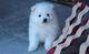 Gratis Juguete esquimal americano cachorros disponibles - Foto 1