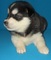 Gratis malamute de Alaska espárrago disponibles - Foto 1