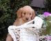 Gratis miniatura Golden Retriever cachorro listo - Foto 1
