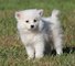 Gratis miniatura perrito esquimal americano disponibles