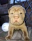 Gratis miniatura shar pei cachorro disponibles - Foto 1