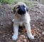 Gratis pastor anatolia cachorros disponibles - Foto 1