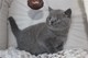 Gratis Pedigrí azul gatitos británicos de Shorthair - Foto 1