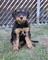 Gratis perrito de Airedale terrier disponibles - Foto 1