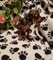 Gratis perrito del Pinscher del Harlequin disponibles - Foto 1