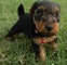 Gratis perrito del terrier galés disponibles - Foto 1