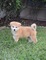 Gratis perrito japonés de akita disponibles
