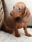 Gratis roja roca cachorro dachshund miniatura disponibles