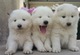 Gratis samoyedo cachorros listo