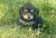 Gratis schnoodle cachorros disponibles - Foto 1