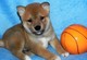 Gratis Shiba Inu cachorros disponibles - Foto 1