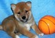 Gratis shiba inu cachorros disponibles