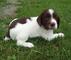 Gratis spaniel cachorro francés disponibles