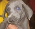 Gratis weimaraner cachorro listo - Foto 1