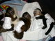 Hoga bebés monos y chimpancés bebés