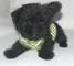 Gratis affenpinscher lindo y hermoso cachorros disponibles - Foto 1