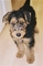 Gratis airedale terrier cachorros disponibles