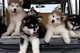 Gratis alaska malamute cachorros disponibles