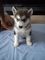 Gratis Alaska Malamute cachorros listo - Foto 1