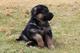 Gratis Americana alsaciana cachorros disponibles - Foto 1