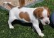 Gratis americano coonhound Inglés cachorro lista - Foto 1