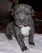 Gratis americano pitbull terrier cachorro disponibles - Foto 1