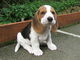 Gratis beagle cachorros disponibles