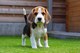 Gratis Beagle cachorros disponibles - Foto 1