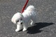 Gratis bichon cachorros disponibles - Foto 1