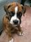 Gratis boxer cachorros disponibles