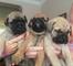 Gratis Bullmastiff cachorros disponibles - Foto 1