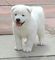 Gratis cachorro Akita disponibles - Foto 1