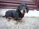 Gratis cachorro dachshund miniatura disponibles