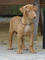 Gratis cachorro de perro faraón disponibles - Foto 1