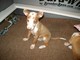 Gratis cachorro de perro ibizan disponibles - Foto 1